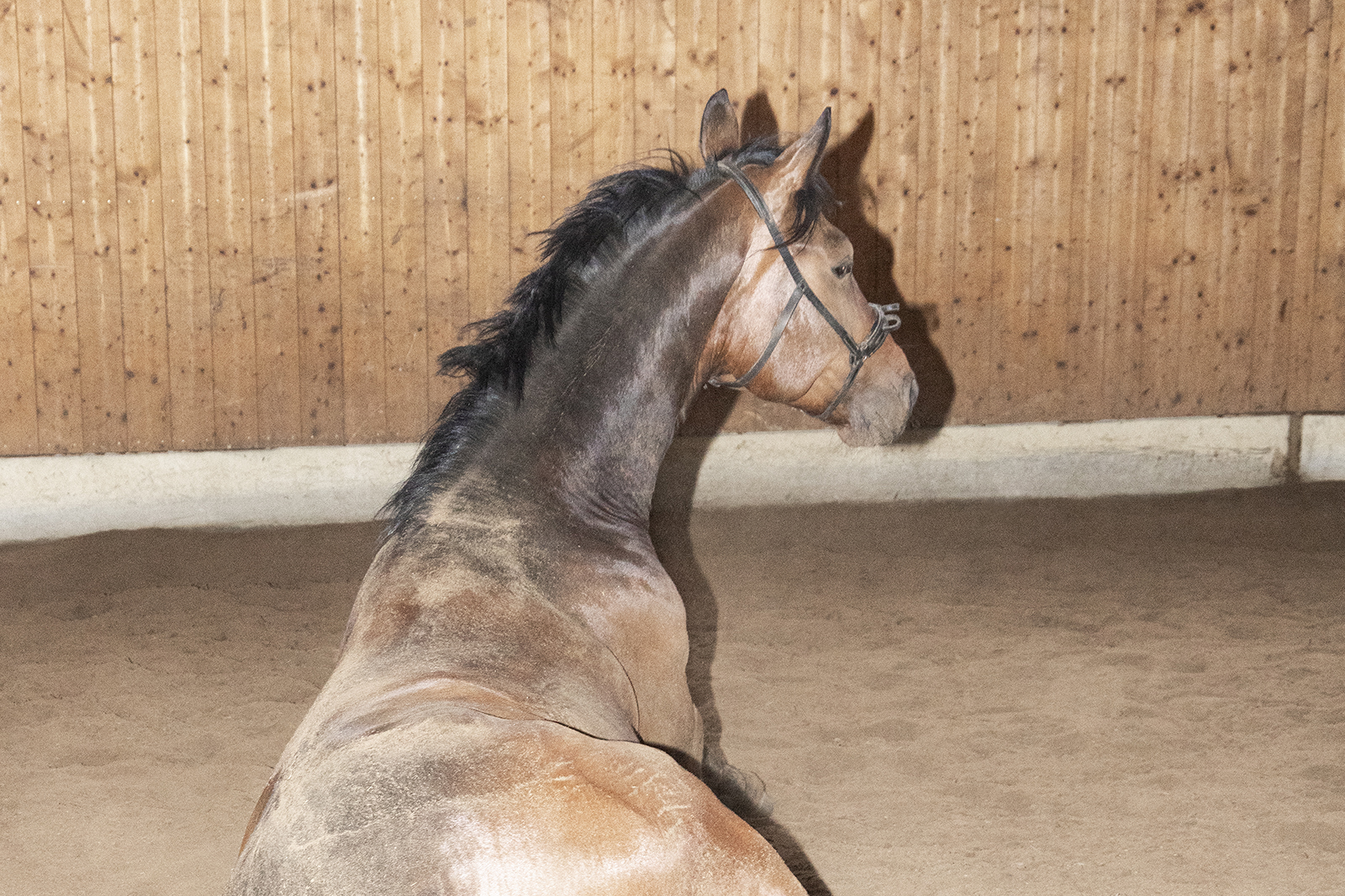 bling bling horse dreams